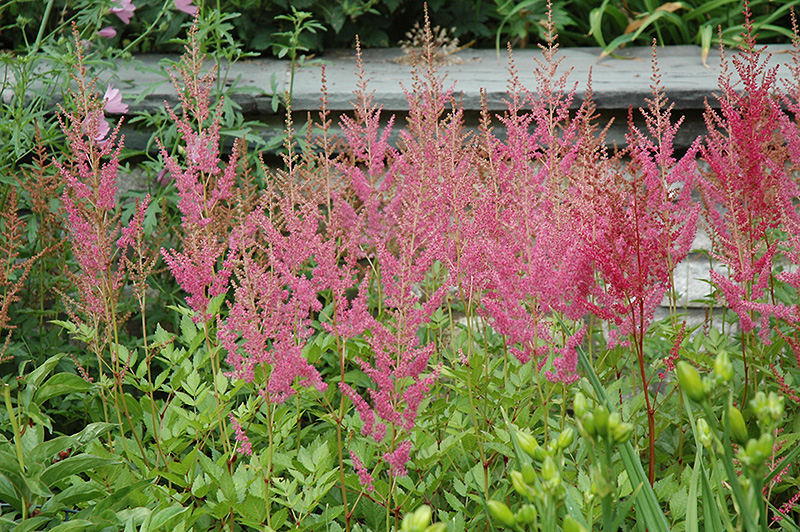 Vision in Pink Astilbe (Astilbe chinensis 'Visions in Pink') at Gertens