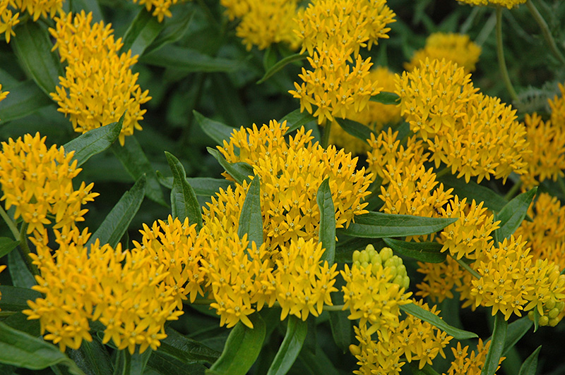 Hello Yellow Milkweed (Asclepias tuberosa 'Hello Yellow') in St Paul ...