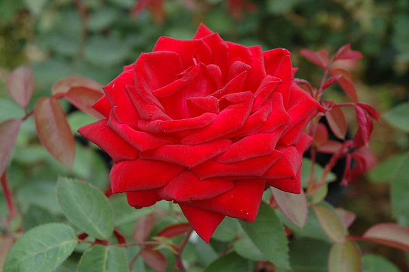Easy Elegance® Kashmir Shrub Rose (Rosa 'Kashmir') at Gertens