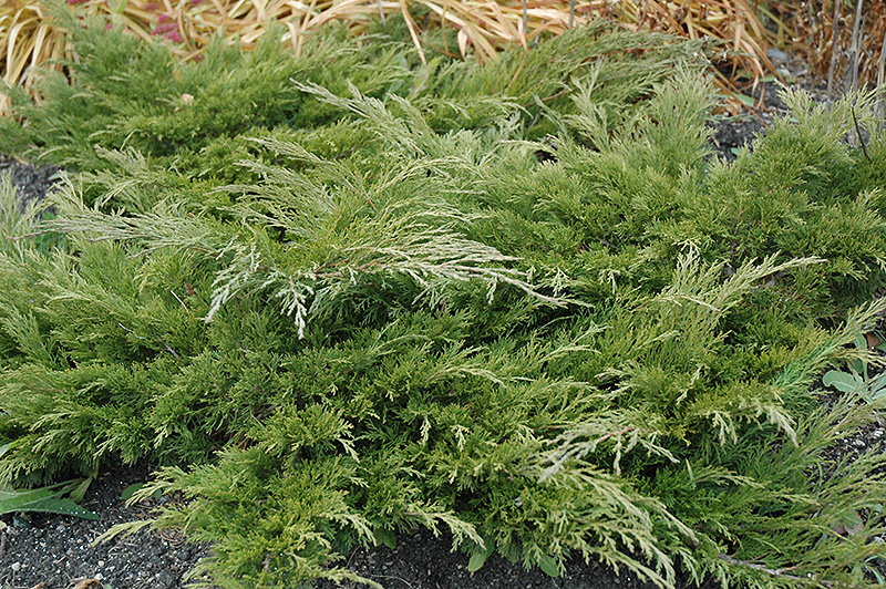 Calgary Carpet® Juniper (Juniperus sabina 'Calgary Carpet') at Gertens