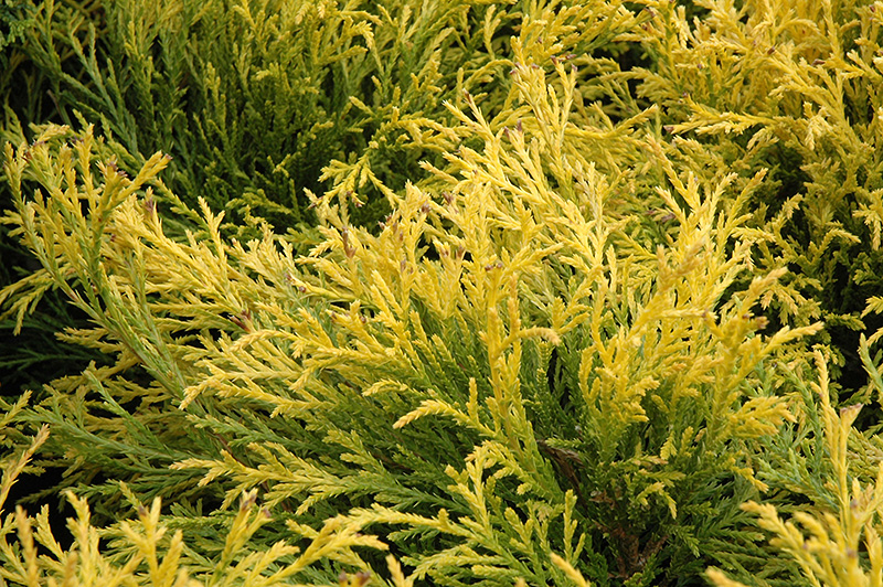 Golden Mops Falsecypress (Chamaecyparis pisifera 'Golden Mop') at Gertens