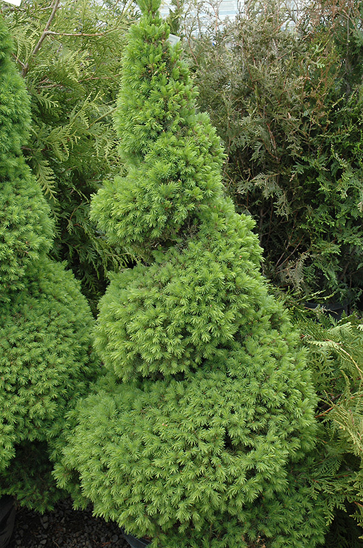Dwarf Alberta Spruce (Picea glauca 'Conica (spiral)') at Gertens