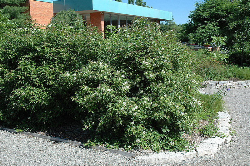 Gray Dogwood (Cornus racemosa) at Gertens