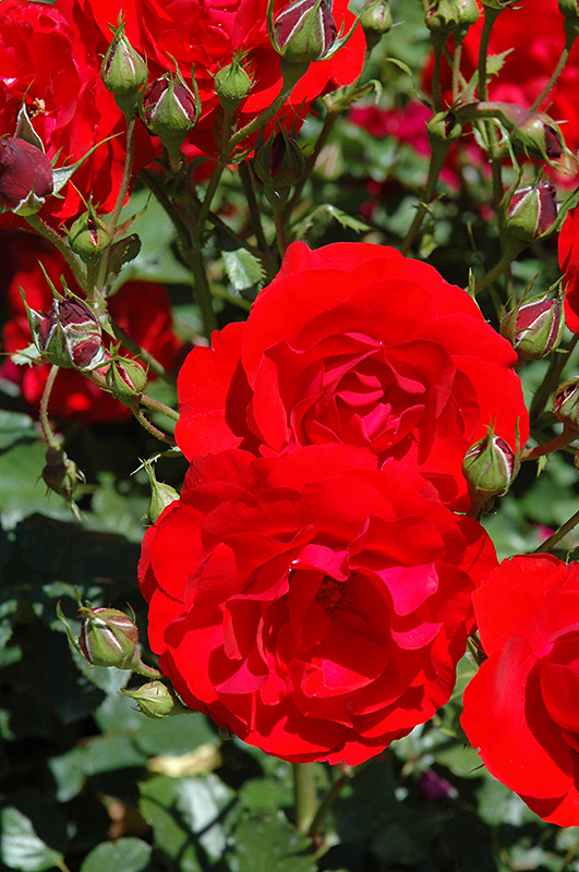 Showbiz Patio Tree Rose (Rosa 'Showbiz') at Gertens
