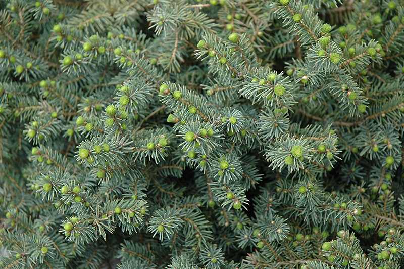 Blue Nest Spruce (Picea mariana 'Nana') at Gertens