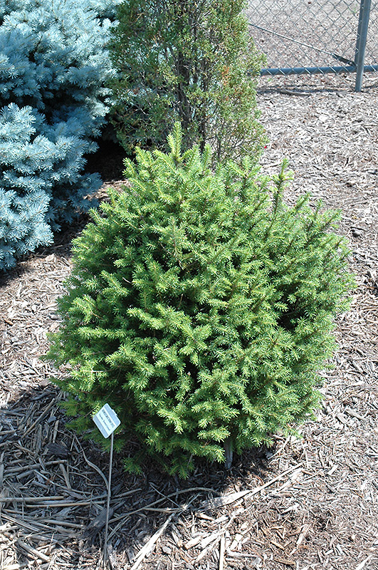 Sherwood Compact Norway Spruce (Picea abies 'Sherwood Compact') at Gertens
