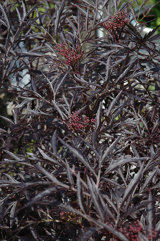 Black Lace™ Elderberry (Sambucus nigra 'Eva') at Gertens
