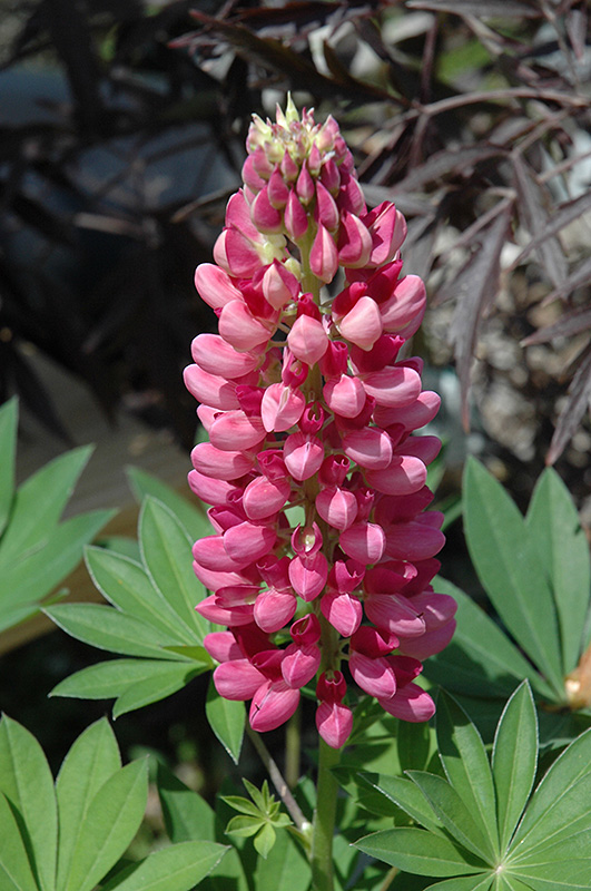 Mini Gallery™ Red Lupine (Lupinus 'Gallery Red') at Gertens