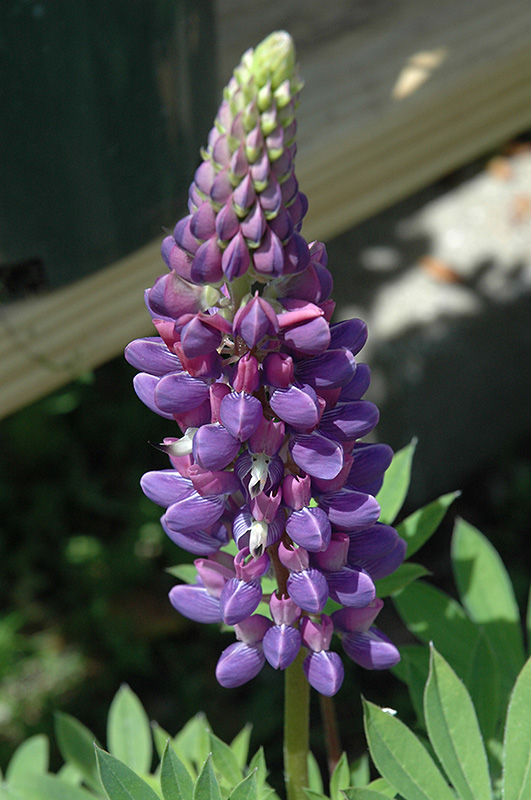 Mini Gallery™ Blue Lupine (Lupinus 'Gallery Blue') at Gertens