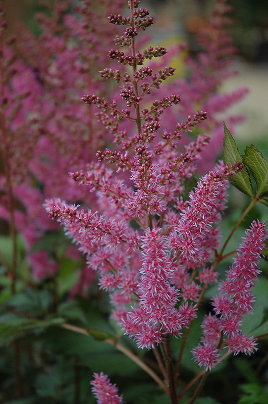 Maggie Daley Astilbe (Astilbe chinensis 'Maggie Daley') at Gertens