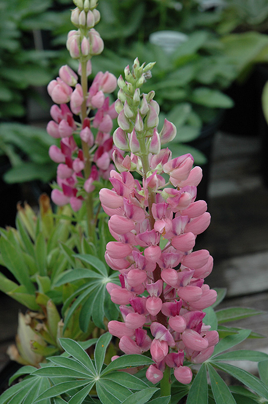 Mini Gallery™ Pink Lupine (Lupinus 'Gallery Pink') at Gertens