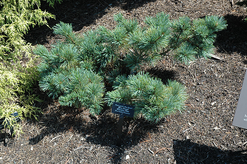 Blue Dwarf Japanese Stone Pine (Pinus pumila 'Blue Dwarf') at Gertens