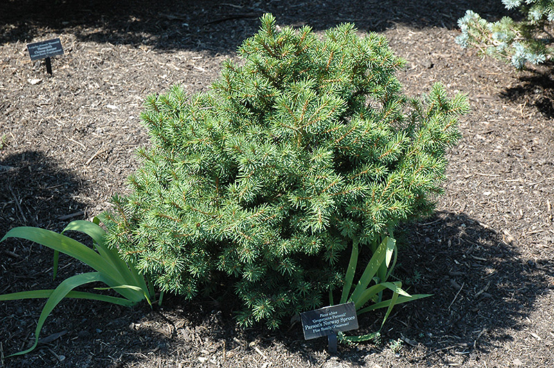 Gregoryana Parsonii Norway Spruce (Picea abies 'Gregoryana Parsonii') at Gertens