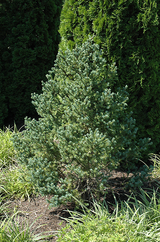 Blue Teardrop Black Spruce (Picea mariana 'Blue Tear Drop') at Gertens