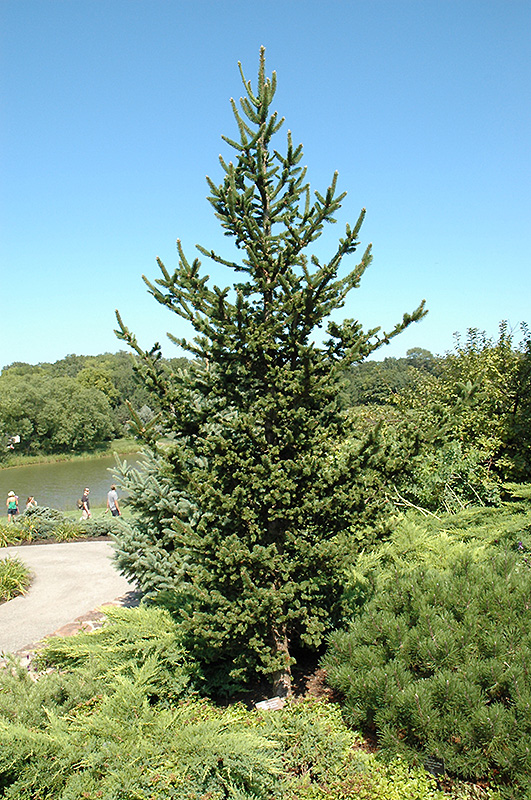 Hillside Upright Norway Spruce (Picea abies 'Hillside Upright') at Gertens
