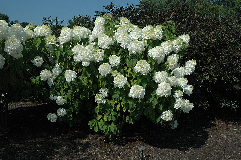 Phantom Hydrangea (Hydrangea paniculata 'Phantom') at Gertens