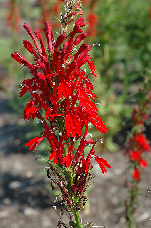 Cardinal Flower (Lobelia cardinalis) at Gertens