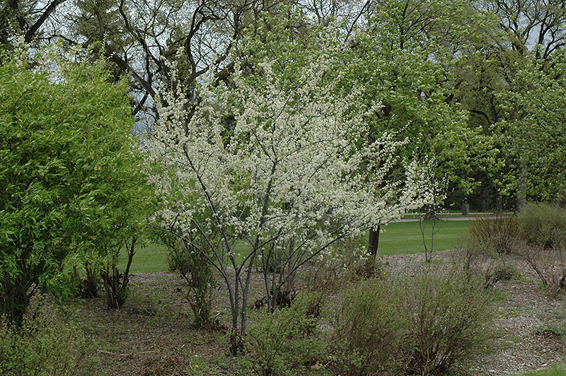 Waneta Plum (Prunus 'Waneta') at Gertens