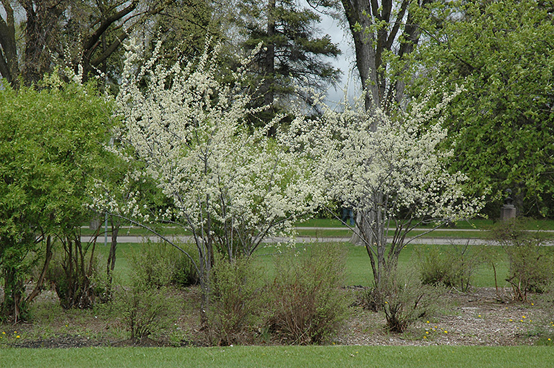 Pipestone Plum (Prunus 'Pipestone') at Gertens