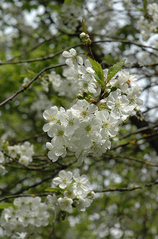 Northstar Cherry (Prunus 'Northstar') at Gertens