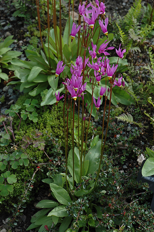 Shooting Star (Dodecatheon meadia) at Gertens