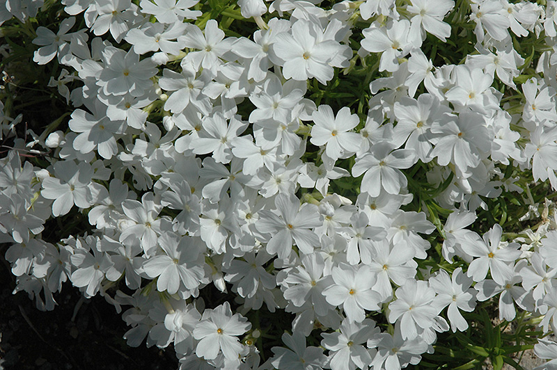 White Delight Creeping Phlox (Phlox subulata 'White Delight') in Inver ...