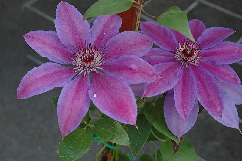 Vancouver™ Starry Nights Clematis (Clematis 'Vancouver Starry Nights') at Gertens