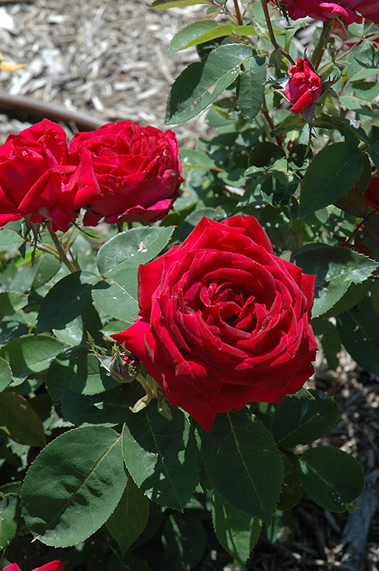 Easy Elegance® Kashmir Shrub Rose (Rosa 'Kashmir') in Inver Grove