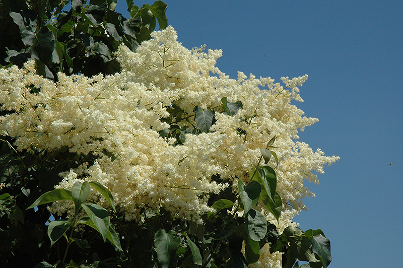 First Editions® Snowdance™ Japanese Tree Lilac (Syringa reticulata 'Bailnce') at Gertens