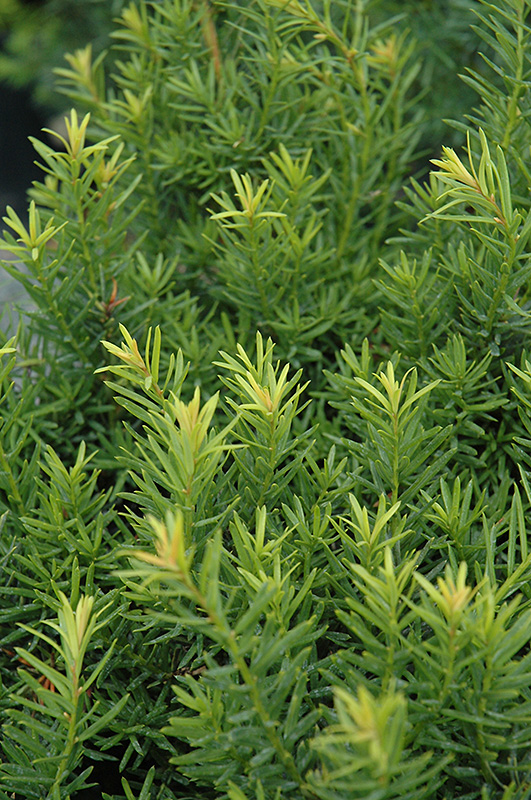 Nova Japanese Yew (Taxus cuspidata 'Nova') at Gertens