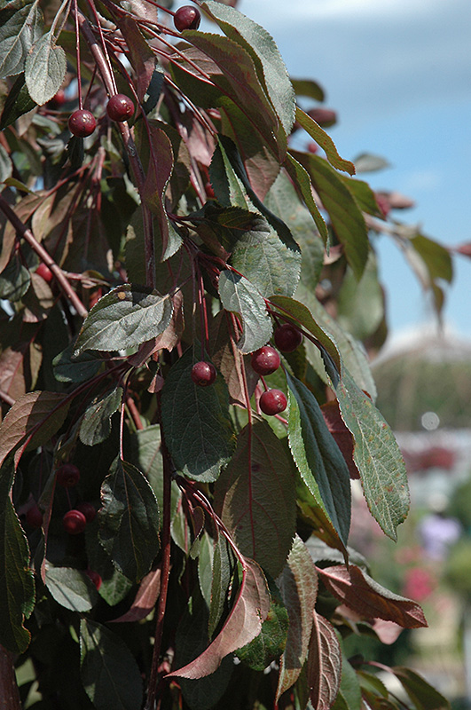 First Editions® Ruby Tears™ Flowering Crabapple (Malus 'Bailears') at Gertens