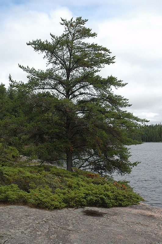 Jack Pine (Pinus banksiana) at Gertens