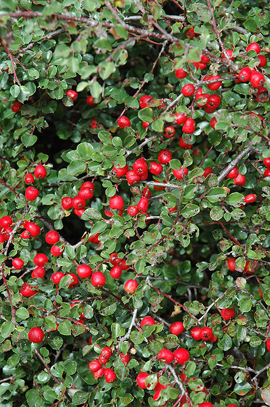 Cranberry Cotoneaster (Cotoneaster apiculatus) at Gertens