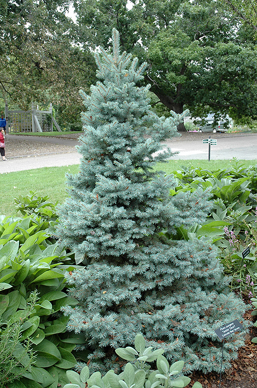Sester's Dwarf Blue Spruce (Picea pungens 'Sester Dwarf') at Gertens