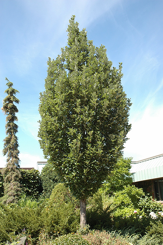 Crimson Spire™ Oak (Quercus 'Crimschmidt') at Gertens