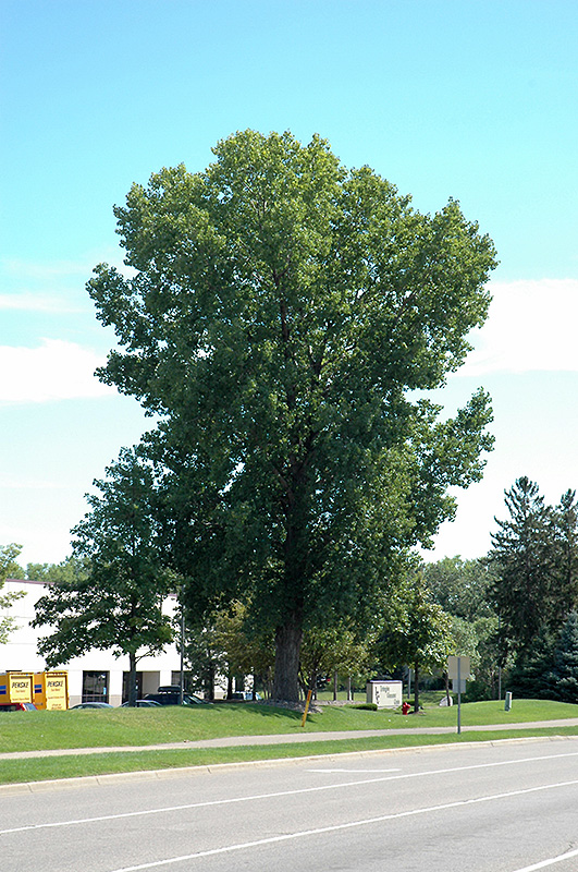 Siouxland Poplar (Populus deltoides 'Siouxland') at Gertens