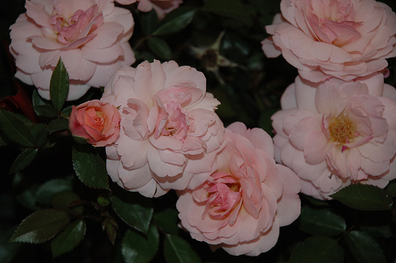 Easy Elegance® Calypso Shrub Rose (Rosa 'BAIypso') at Gertens