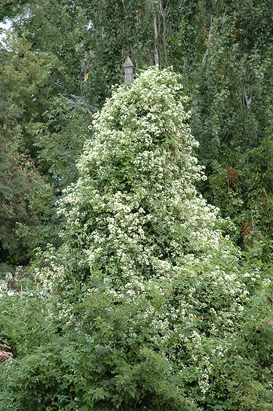 Sweet Autumn Clematis (Clematis terniflora) at Gertens