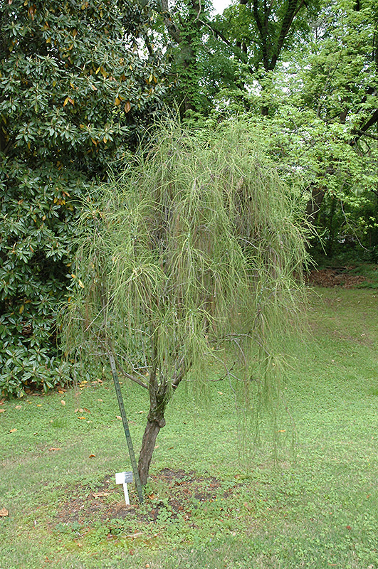 Weeping Threadleaf Arborvitae (Thuja occidentalis 'Filiformis') at Gertens