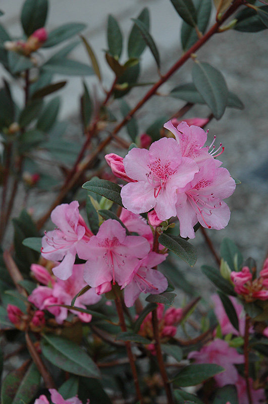 Aglo Rhododendron (Rhododendron 'Aglo') at Gertens