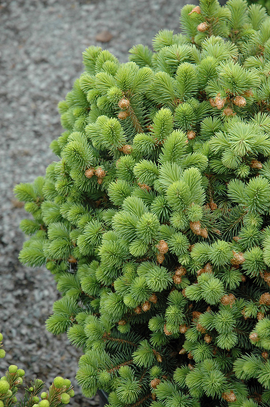 Roundabout Colorado Spruce (Picea pungens 'Roundabout') at Gertens