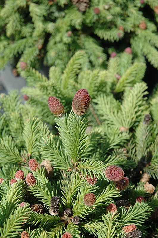 Pusch Norway Spruce (Picea abies 'Pusch') at Gertens