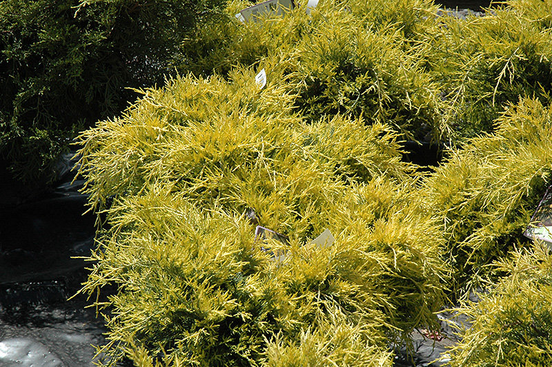 Sea Of Gold Juniper (Juniperus x media 'Sea Of Gold') at Gertens