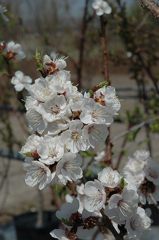 Sungold Apricot (Prunus 'Sungold') at Gertens