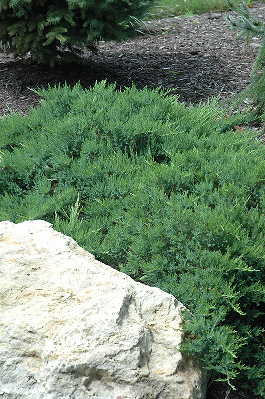 Broadmoor Juniper (Juniperus sabina 'Broadmoor') at Gertens