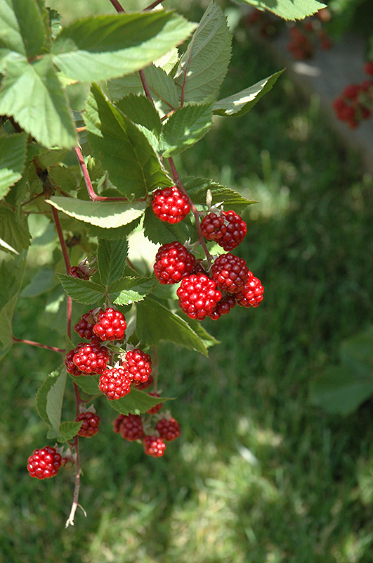 Heritage Raspberry (Rubus 'Heritage') at Gertens