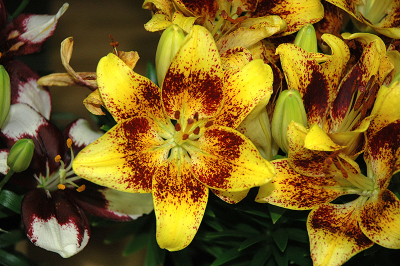 Tiny® Nugget Asiatic Lily (Lilium 'Tiny Nugget') at Gertens