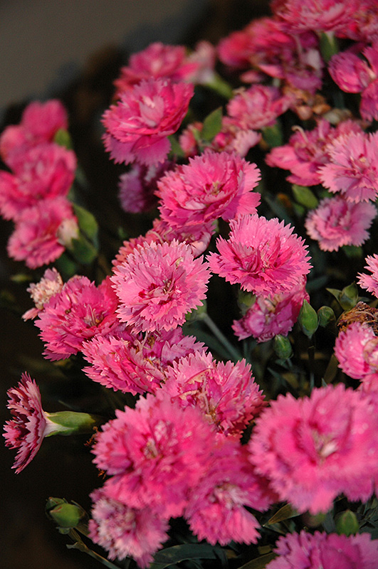 Everlast Orchid Pinks (Dianthus 'EverLast Orchid') in ...
