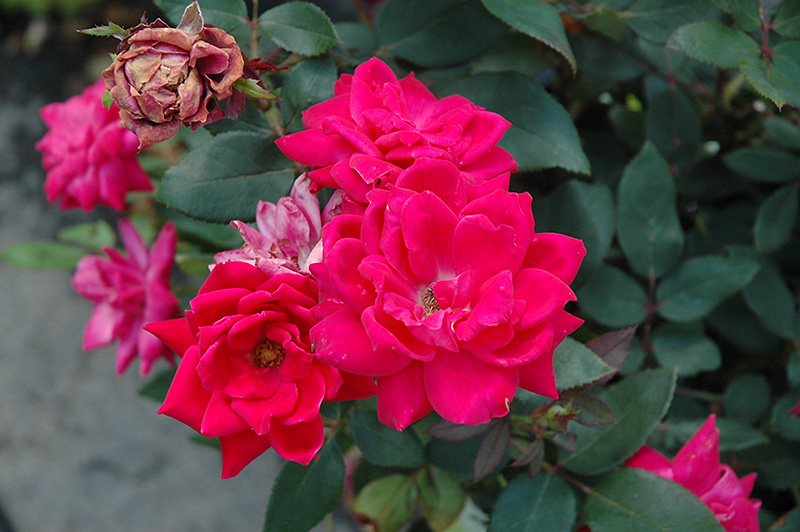 Knock Out Double Red Rose (Rosa 'Radtko') at Gertens