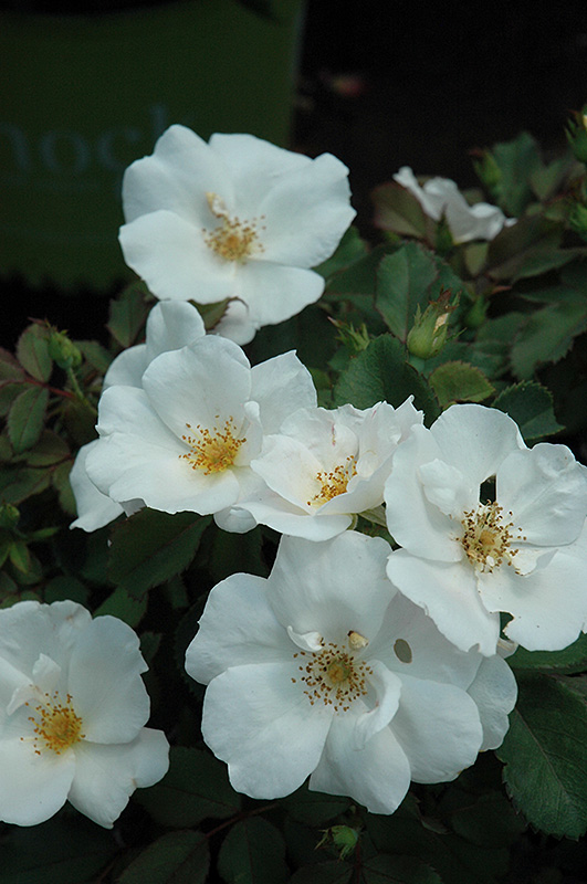 Knock Out® White Shrub Rose (Rosa 'Radwhite') at Gertens